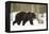 Brown Bear (Ursus arctos) during spring snowfall, Finland, Scandinavia, Europe-Kyle Moore-Framed Premier Image Canvas