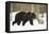 Brown Bear (Ursus arctos) during spring snowfall, Finland, Scandinavia, Europe-Kyle Moore-Framed Premier Image Canvas