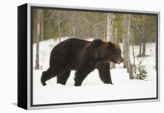 Brown Bear (Ursus arctos) during spring snowfall, Finland, Scandinavia, Europe-Kyle Moore-Framed Premier Image Canvas