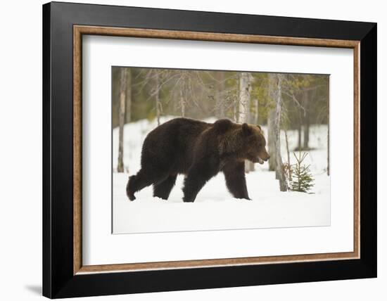 Brown Bear (Ursus arctos) during spring snowfall, Finland, Scandinavia, Europe-Kyle Moore-Framed Photographic Print