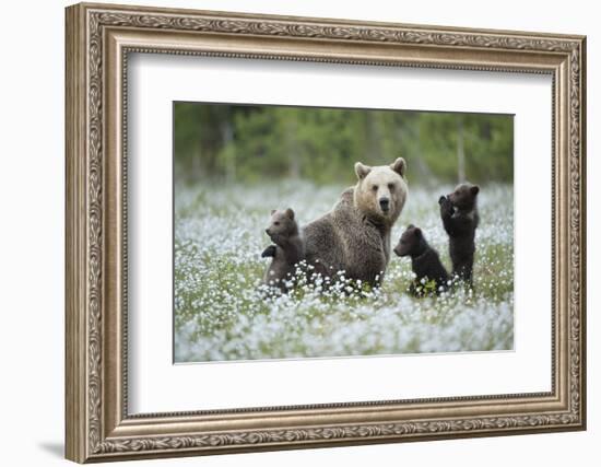 Brown Bear (Ursus arctos) female and cubs playing amongst the cotton grass, Finland-Danny Green-Framed Photographic Print