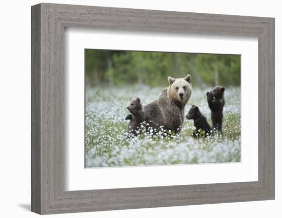 Brown Bear (Ursus arctos) female and cubs playing amongst the cotton grass, Finland-Danny Green-Framed Photographic Print