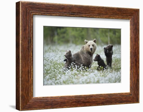 Brown Bear (Ursus arctos) female and cubs playing amongst the cotton grass, Finland-Danny Green-Framed Photographic Print