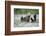 Brown Bear (Ursus arctos) female and cubs playing amongst the cotton grass, Finland-Danny Green-Framed Photographic Print