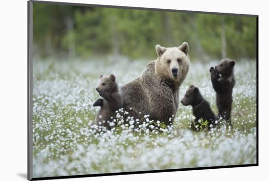 Brown Bear (Ursus arctos) female and cubs playing amongst the cotton grass, Finland-Danny Green-Mounted Photographic Print