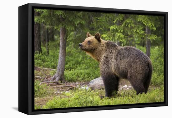 Brown Bear (Ursus Arctos), Finland, Scandinavia, Europe-Andrew Sproule-Framed Premier Image Canvas
