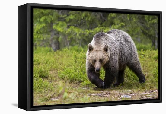 Brown Bear (Ursus Arctos), Finland, Scandinavia, Europe-Andrew Sproule-Framed Premier Image Canvas