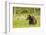 Brown Bear (Ursus Arctos), Finland, Scandinavia, Europe-Andrew Sproule-Framed Photographic Print