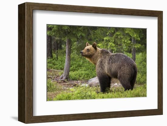 Brown Bear (Ursus Arctos), Finland, Scandinavia, Europe-Andrew Sproule-Framed Photographic Print