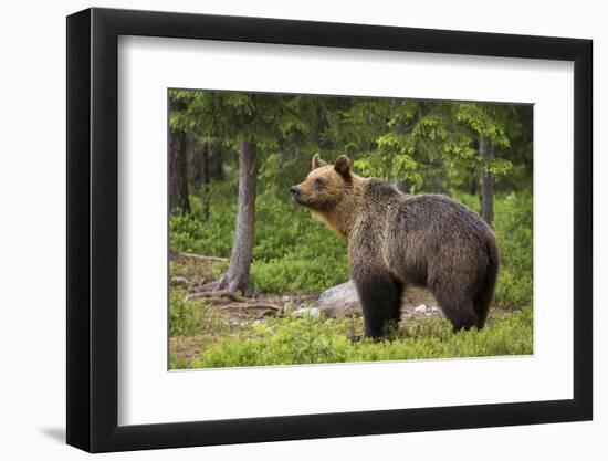 Brown Bear (Ursus Arctos), Finland, Scandinavia, Europe-Andrew Sproule-Framed Photographic Print