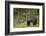 Brown Bear (Ursus Arctos), Finland, Scandinavia, Europe-Andrew Sproule-Framed Photographic Print