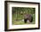 Brown Bear (Ursus Arctos), Finland, Scandinavia, Europe-Andrew Sproule-Framed Photographic Print