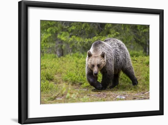 Brown Bear (Ursus Arctos), Finland, Scandinavia, Europe-Andrew Sproule-Framed Photographic Print