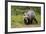 Brown Bear (Ursus Arctos), Finland, Scandinavia, Europe-Andrew Sproule-Framed Photographic Print