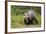 Brown Bear (Ursus Arctos), Finland, Scandinavia, Europe-Andrew Sproule-Framed Photographic Print