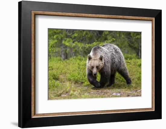 Brown Bear (Ursus Arctos), Finland, Scandinavia, Europe-Andrew Sproule-Framed Photographic Print