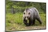 Brown Bear (Ursus Arctos), Finland, Scandinavia, Europe-Andrew Sproule-Mounted Photographic Print