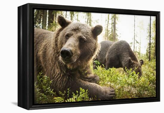 Brown Bear (Ursus Arctos), Finland, Scandinavia, Europe-Janette Hill-Framed Premier Image Canvas