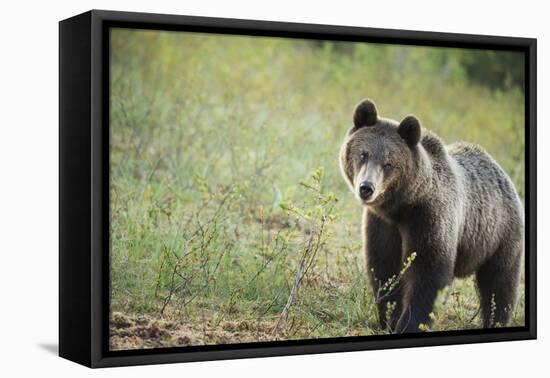 Brown Bear (Ursus Arctos), Finland, Scandinavia, Europe-Janette Hill-Framed Premier Image Canvas