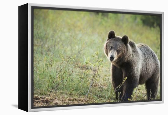 Brown Bear (Ursus Arctos), Finland, Scandinavia, Europe-Janette Hill-Framed Premier Image Canvas