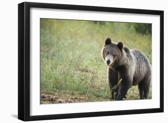 Brown Bear (Ursus Arctos), Finland, Scandinavia, Europe-Janette Hill-Framed Photographic Print