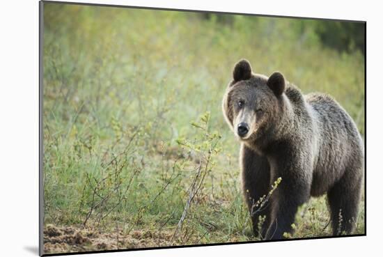 Brown Bear (Ursus Arctos), Finland, Scandinavia, Europe-Janette Hill-Mounted Photographic Print