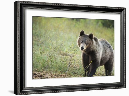 Brown Bear (Ursus Arctos), Finland, Scandinavia, Europe-Janette Hill-Framed Photographic Print