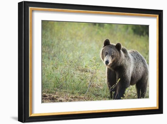 Brown Bear (Ursus Arctos), Finland, Scandinavia, Europe-Janette Hill-Framed Photographic Print