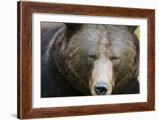 Brown Bear (Ursus Arctos), Finland, Scandinavia, Europe-Janette Hill-Framed Photographic Print