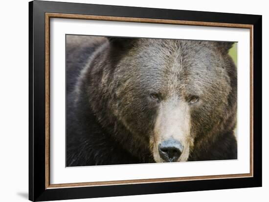 Brown Bear (Ursus Arctos), Finland, Scandinavia, Europe-Janette Hill-Framed Photographic Print