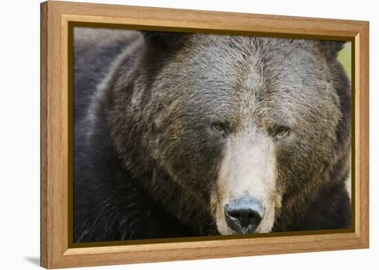 Brown Bear (Ursus Arctos), Finland, Scandinavia, Europe-Janette Hill-Framed Premier Image Canvas