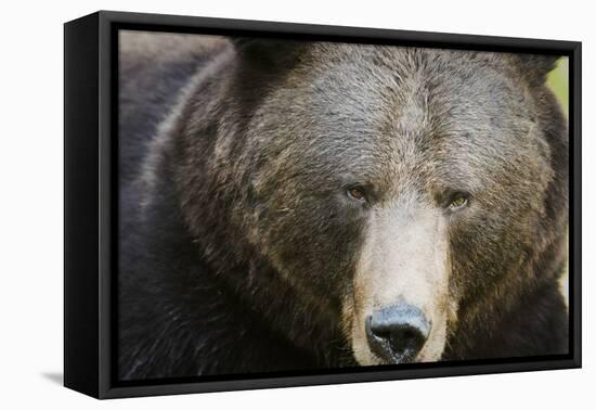 Brown Bear (Ursus Arctos), Finland, Scandinavia, Europe-Janette Hill-Framed Premier Image Canvas