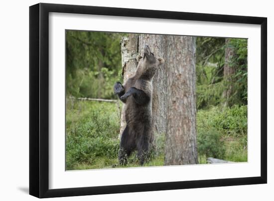 Brown Bear (Ursus Arctos), Finland, Scandinavia, Europe-Janette Hill-Framed Photographic Print