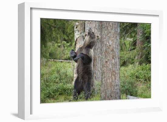 Brown Bear (Ursus Arctos), Finland, Scandinavia, Europe-Janette Hill-Framed Photographic Print