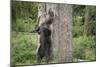 Brown Bear (Ursus Arctos), Finland, Scandinavia, Europe-Janette Hill-Mounted Photographic Print