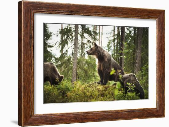 Brown Bear (Ursus Arctos), Finland, Scandinavia, Europe-Janette Hill-Framed Photographic Print