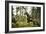 Brown Bear (Ursus Arctos), Finland, Scandinavia, Europe-Janette Hill-Framed Photographic Print