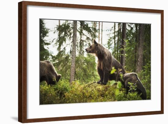 Brown Bear (Ursus Arctos), Finland, Scandinavia, Europe-Janette Hill-Framed Photographic Print