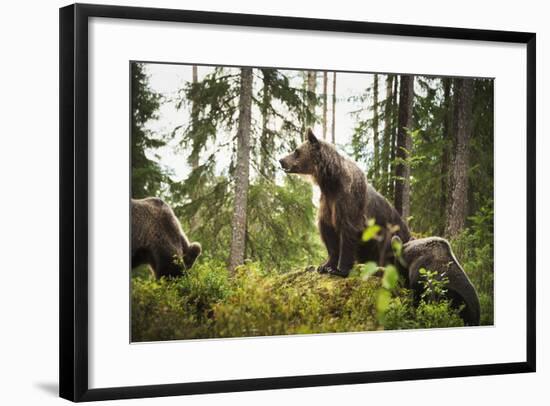 Brown Bear (Ursus Arctos), Finland, Scandinavia, Europe-Janette Hill-Framed Photographic Print