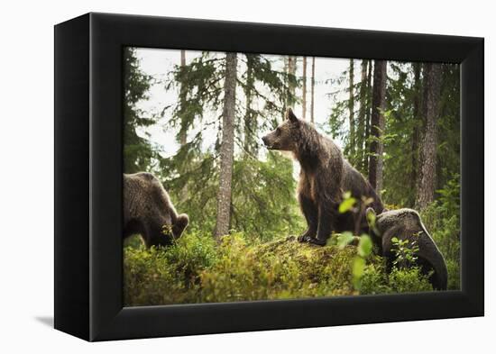 Brown Bear (Ursus Arctos), Finland, Scandinavia, Europe-Janette Hill-Framed Premier Image Canvas