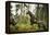 Brown Bear (Ursus Arctos), Finland, Scandinavia, Europe-Janette Hill-Framed Premier Image Canvas