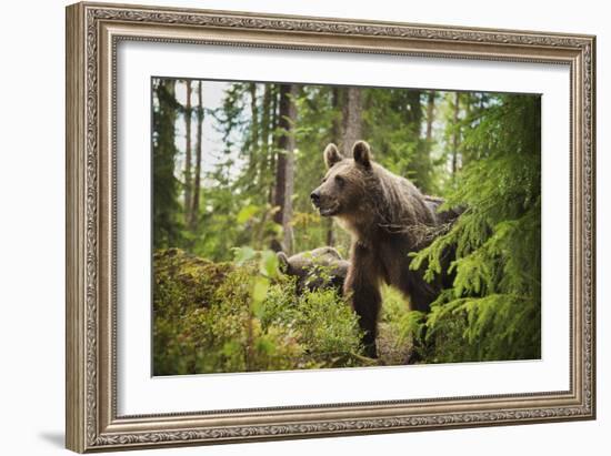 Brown bear (Ursus Arctos), Finland, Scandinavia, Europe-Janette Hill-Framed Photographic Print