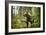 Brown bear (Ursus Arctos), Finland, Scandinavia, Europe-Janette Hill-Framed Photographic Print