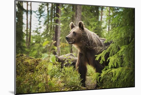 Brown bear (Ursus Arctos), Finland, Scandinavia, Europe-Janette Hill-Mounted Photographic Print