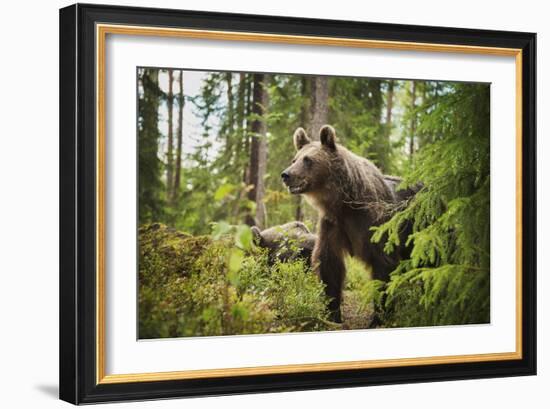 Brown bear (Ursus Arctos), Finland, Scandinavia, Europe-Janette Hill-Framed Photographic Print