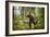 Brown bear (Ursus Arctos), Finland, Scandinavia, Europe-Janette Hill-Framed Photographic Print