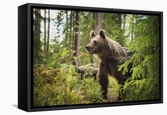 Brown bear (Ursus Arctos), Finland, Scandinavia, Europe-Janette Hill-Framed Premier Image Canvas
