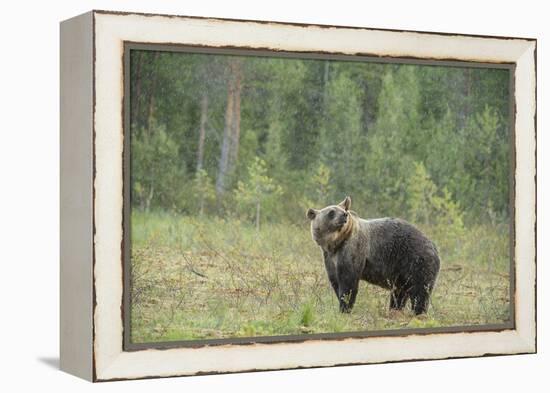 Brown bear (Ursus arctos), Finland, Scandinavia, Europe-Janette Hill-Framed Premier Image Canvas