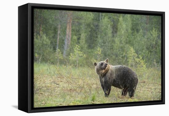 Brown bear (Ursus arctos), Finland, Scandinavia, Europe-Janette Hill-Framed Premier Image Canvas