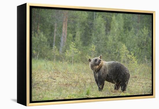 Brown bear (Ursus arctos), Finland, Scandinavia, Europe-Janette Hill-Framed Premier Image Canvas